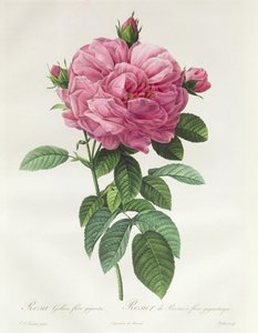 Rosa Gallica Flore Giganteo